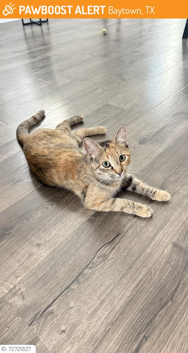 Found/Stray Female Cat last seen Eastpoint Blvd, Baytown, TX 77521
