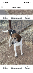 Lost Female Dog last seen Fort Seldon Road, Radium Springs, NM 88007