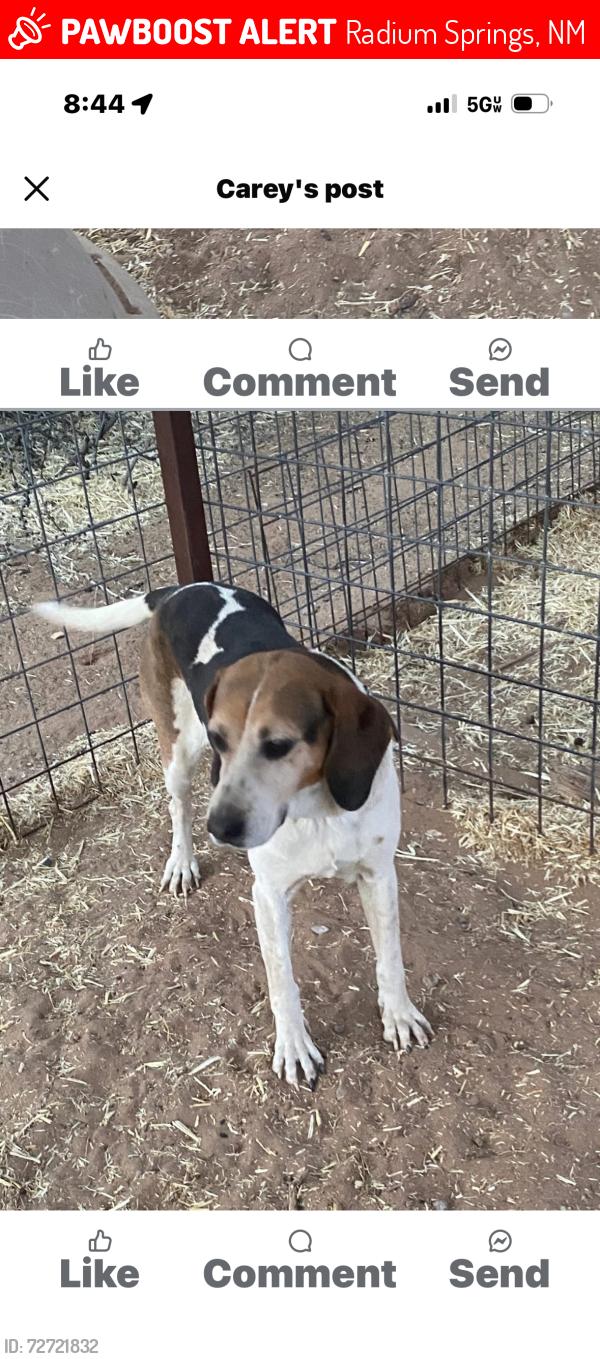 Lost Female Dog last seen Fort Seldon Road, Radium Springs, NM 88007