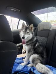 Found/Stray Male Dog last seen Anderson Drive near Circle K on Racetrack, Fort Walton Beach, FL 32547