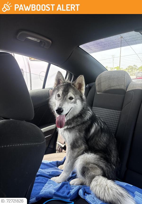 Found/Stray Male Dog last seen Anderson Drive near Circle K on Racetrack, Fort Walton Beach, FL 32547