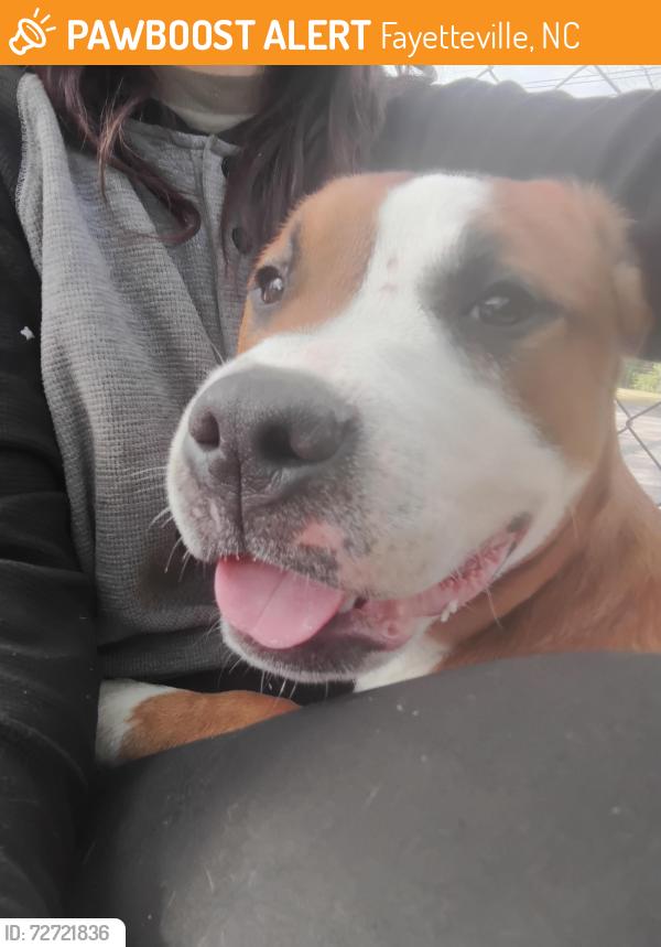 Found/Stray Male Dog last seen Summer hill road , Fayetteville, NC 28303