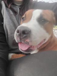 Found/Stray Male Dog last seen Summer hill road , Fayetteville, NC 28303
