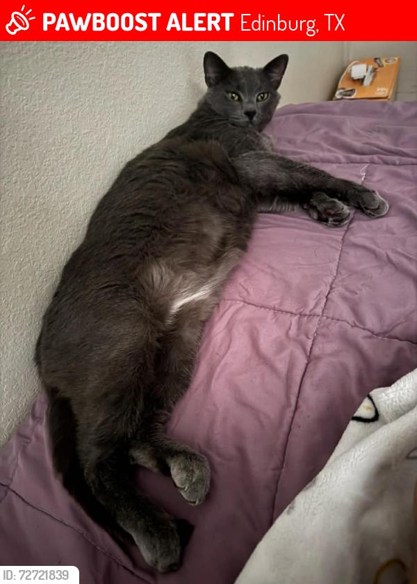 Lost Male Cat last seen Sprague and Sugar Rd, Edinburg, TX, Edinburg, TX 78539