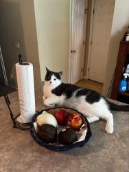 Lost Male Cat last seen Argent blvd, Sun City Hilton Head, SC 29909