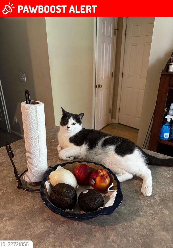 Lost Male Cat last seen Argent blvd, Sun City Hilton Head, SC 29909