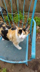 Lost Female Cat last seen Coffee city community center , Coffee City, TX 75763