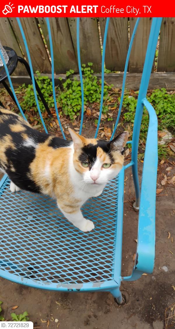 Lost Female Cat last seen Coffee city community center , Coffee City, TX 75763