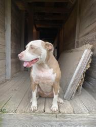 Lost Male Dog last seen Bluff drive at Lilac , St. Louis, MO 63137