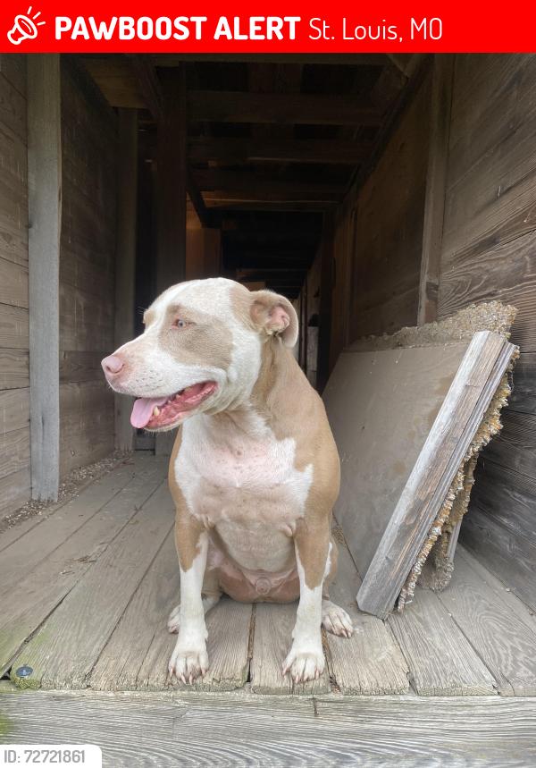 Lost Male Dog last seen Bluff drive at Lilac , St. Louis, MO 63137