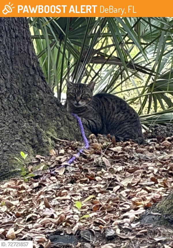 Found/Stray Unknown Cat last seen Highbanks Rd DeBary, FL, DeBary, FL 32713
