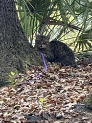 Found/Stray Unknown Cat last seen Highbanks Rd DeBary, FL, DeBary, FL 32713