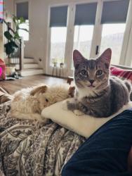 Lost Male Cat last seen Ellendale Recycling Center , Taylorsville, NC 28681