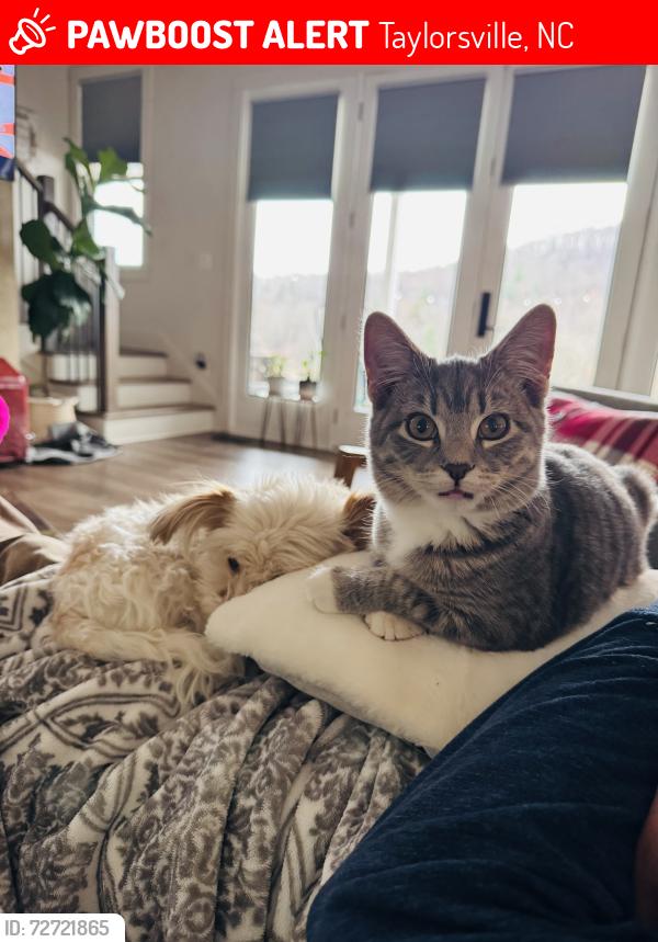 Lost Male Cat last seen Ellendale Recycling Center , Taylorsville, NC 28681