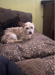 Lost Male Dog last seen Near plantation drive Cauntillo Texas , Canutillo, TX 79835