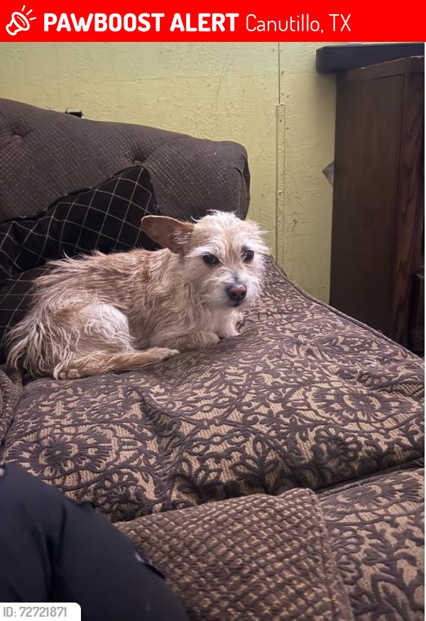 Lost Male Dog last seen Near plantation drive Cauntillo Texas , Canutillo, TX 79835