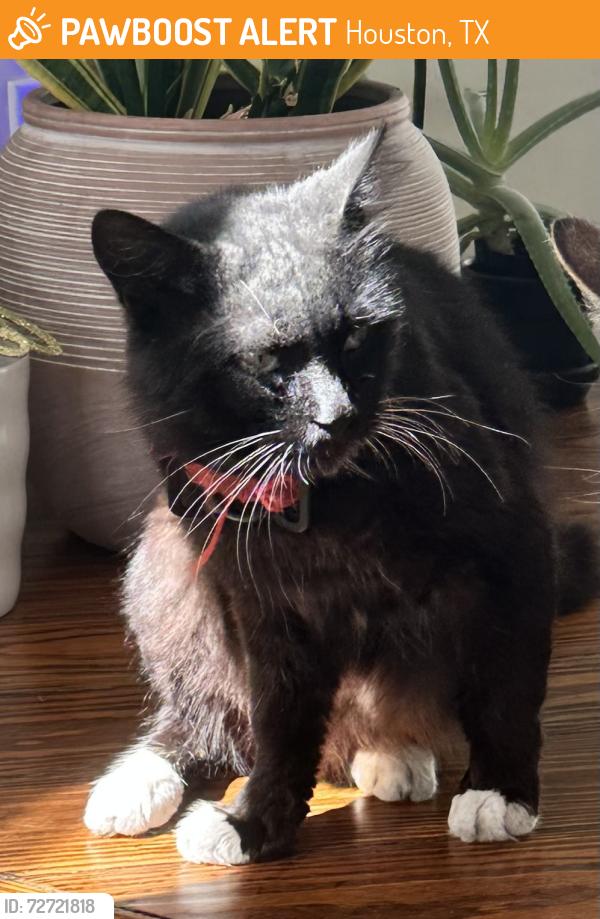 Found/Stray Male Cat last seen W Bell & Eberhard (near Pavón Coffee), Houston, TX 77019