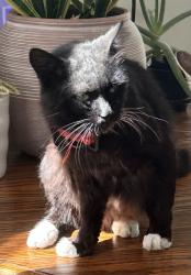 Found/Stray Male Cat last seen W Bell & Eberhard (near Pavón Coffee), Houston, TX 77019