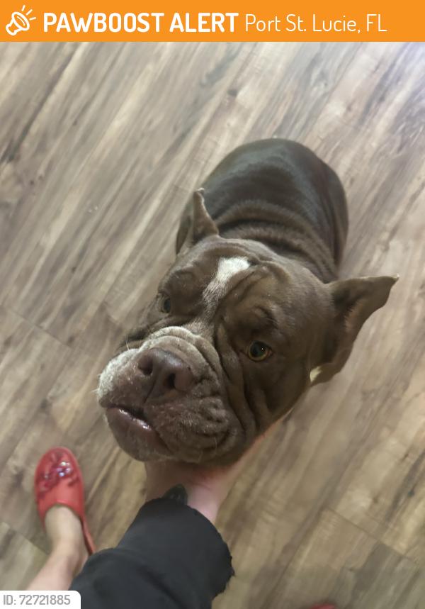 Found/Stray Female Dog last seen Bayshore Elementary , Port St. Lucie, FL 34986