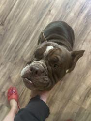 Found/Stray Female Dog last seen Bayshore Elementary , Port St. Lucie, FL 34986