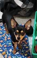 Lost Male Dog last seen Near ave 85 st, Edmonton, AB 