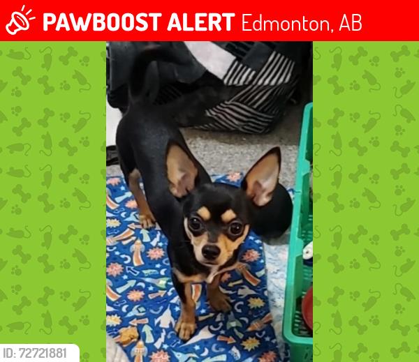 Lost Male Dog last seen Near ave 85 st, Edmonton, AB 