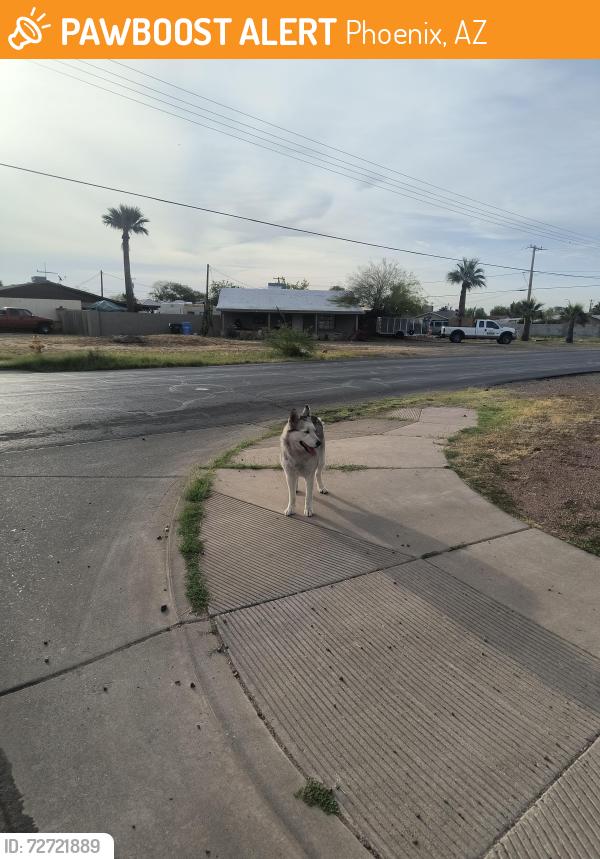Found/Stray Unknown Dog last seen 30th St and Hartford , Phoenix, AZ 85032