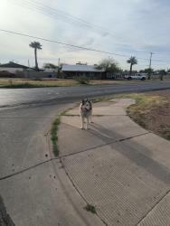Found/Stray Unknown Dog last seen 30th St and Hartford , Phoenix, AZ 85032