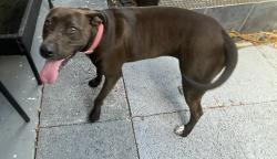 Found/Stray Female Dog last seen 20th Ave W. 29th St W, Bradenton, FL 34205