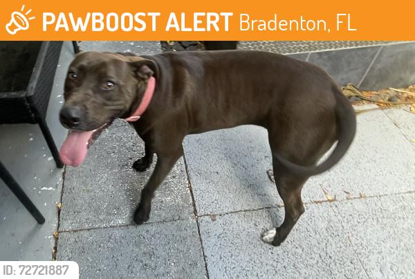 Found/Stray Female Dog last seen 20th Ave W. 29th St W, Bradenton, FL 34205