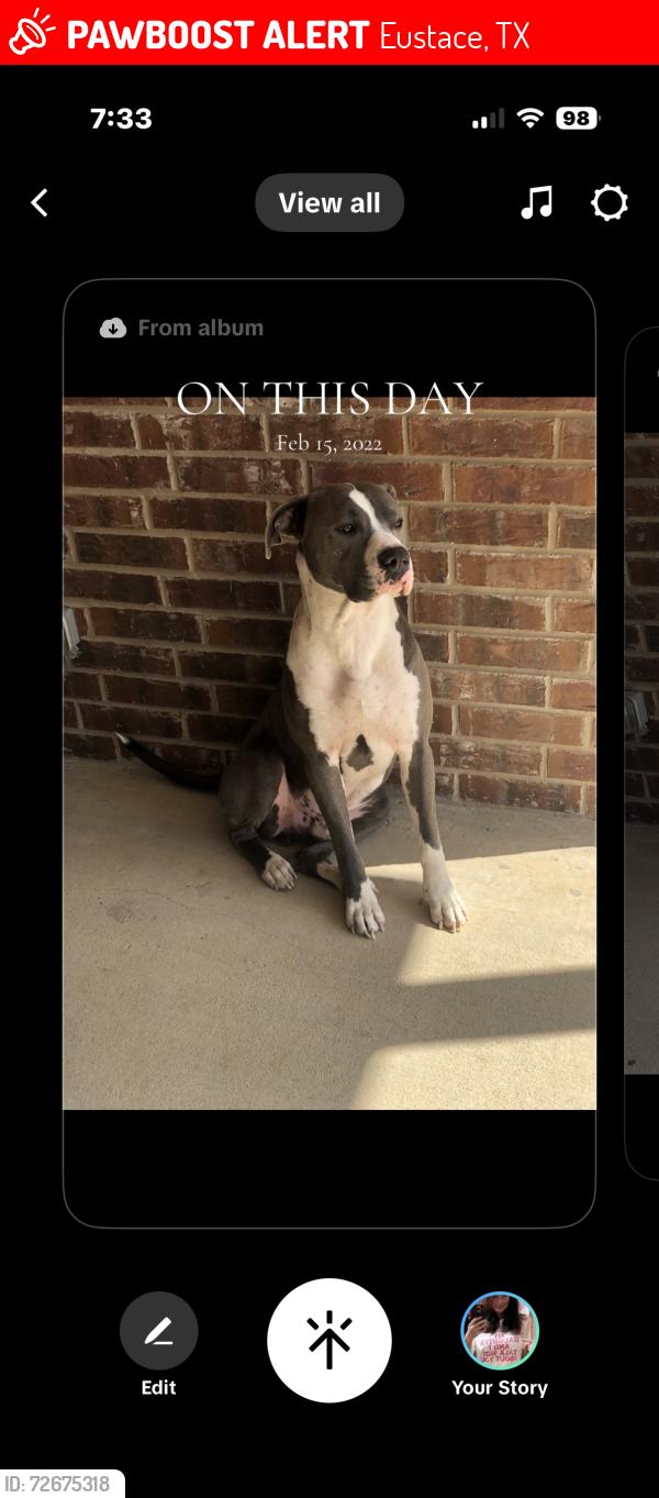 Lost Male Dog last seen Near in Eustace tx, Eustace, TX 75124
