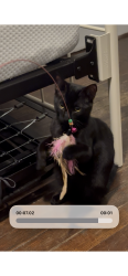 Found/Stray Male Cat last seen norwich ave and 4th st, Columbus, OH 43201