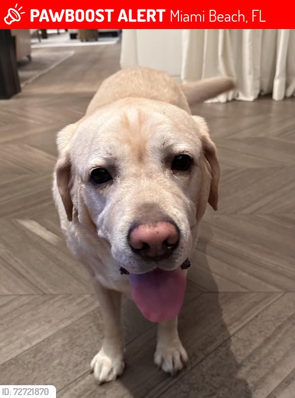 Lost Male Dog last seen Near n bay rd, Miami Beach, FL 33140