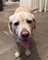 Lost Male Dog last seen Near n bay rd, Miami Beach, FL 33140