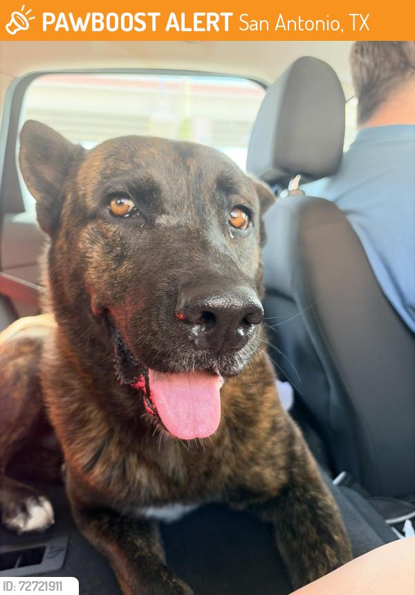 Found/Stray Male Dog last seen Harry Wurzbach & RIttiman Rd, San Antonio, TX 78209
