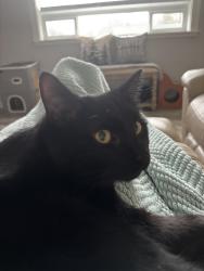 Lost Male Cat last seen E Wilson Ave , Mead, WA 99021