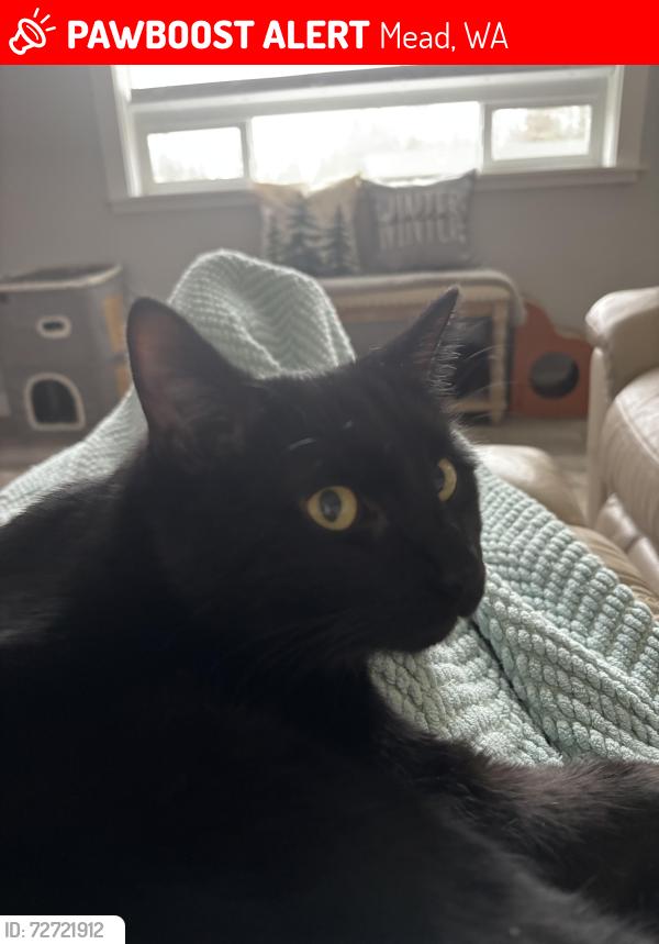 Lost Male Cat last seen E Wilson Ave , Mead, WA 99021