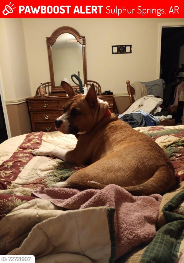 Lost Male Dog last seen Between Henderson rd and Jimbert dr, Sulphur Springs, AR 71603