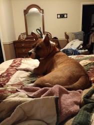 Lost Male Dog last seen Between Henderson rd and Jimbert dr, Sulphur Springs, AR 71603