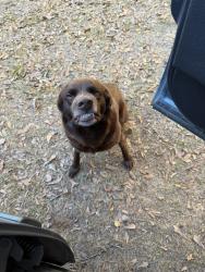 Lost Male Dog last seen taylor street across from the st. helena highschool football field, Greensburg, LA 70441