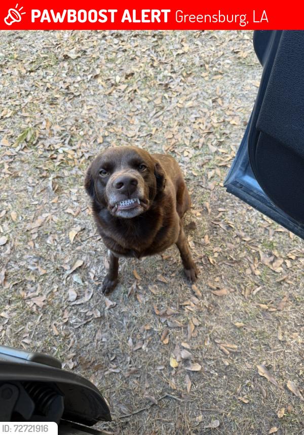 Lost Male Dog last seen taylor street across from the st. helena highschool football field, Greensburg, LA 70441