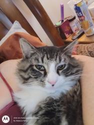 Lost Male Cat last seen Glenwood ave and Trenton st pawtucket, Pawtucket, RI 02860