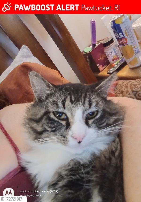 Lost Male Cat last seen Glenwood ave and Trenton st pawtucket, Pawtucket, RI 02860