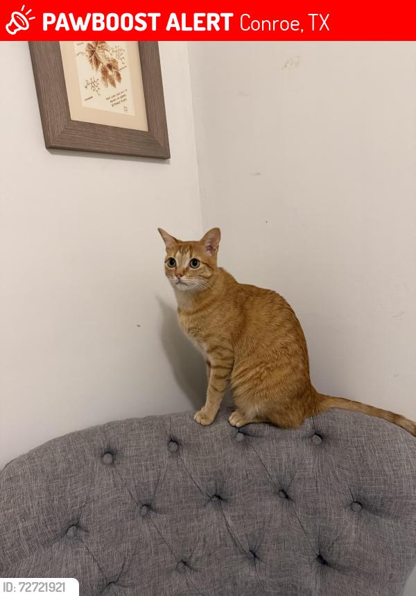 Lost Male Cat last seen River Plantation neighborhood , Conroe, TX 77302
