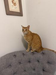 Lost Male Cat last seen River Plantation neighborhood , Conroe, TX 77302