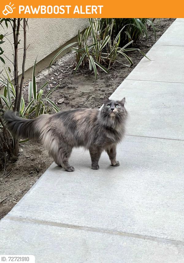 Found/Stray Unknown Cat last seen apmts near Church and Terra Vista Dr, Rancho Cucamonga, CA 91730