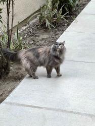 Found/Stray Unknown Cat last seen apmts near Church and Terra Vista Dr, Rancho Cucamonga, CA 91730