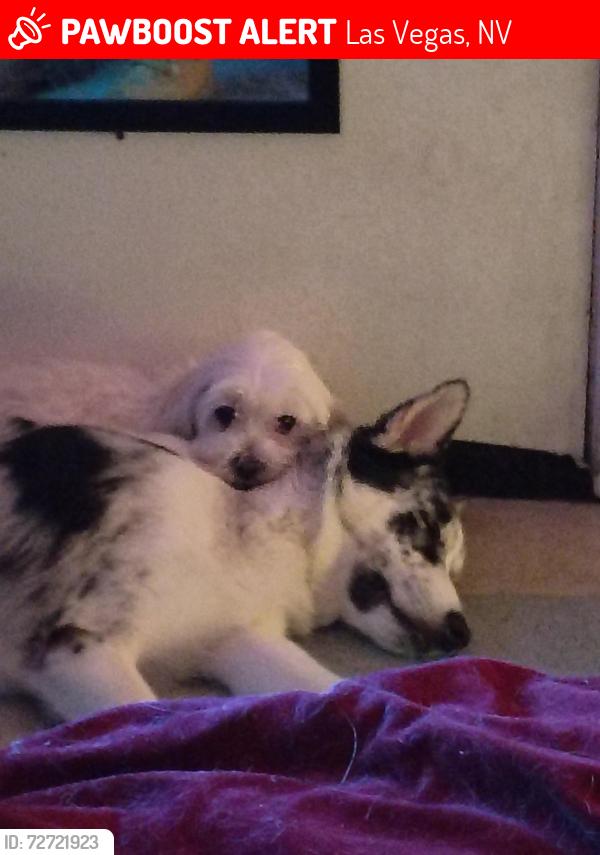 Lost Female Dog last seen Gowan and pecos , Las Vegas, NV 89115