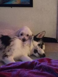 Lost Female Dog last seen Gowan and pecos , Las Vegas, NV 89115