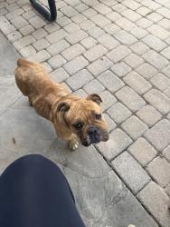 Found/Stray Female Dog last seen S Gilbert rd , Grand Prairie, TX 75050